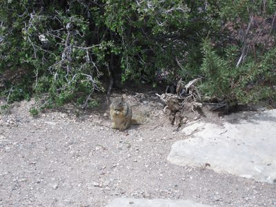 This is actually an Abert squirrel ... not the Albert...